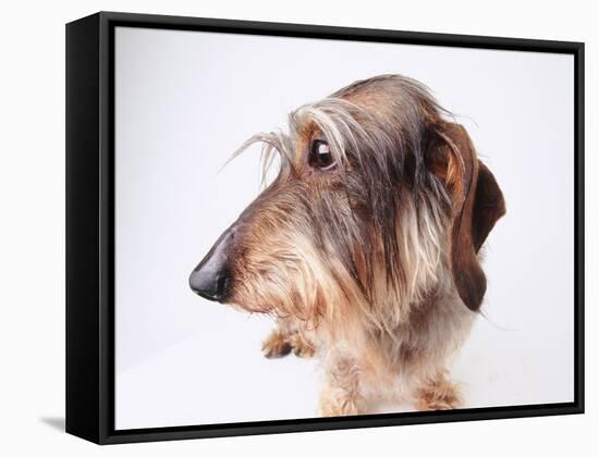 Dachshund Looking Away-Ted Horowitz-Framed Stretched Canvas