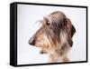 Dachshund Looking Away-Ted Horowitz-Framed Stretched Canvas