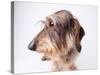 Dachshund Looking Away-Ted Horowitz-Stretched Canvas