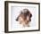 Dachshund Looking Away-Ted Horowitz-Framed Photographic Print