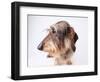 Dachshund Looking Away-Ted Horowitz-Framed Photographic Print