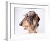 Dachshund Looking Away-Ted Horowitz-Framed Photographic Print