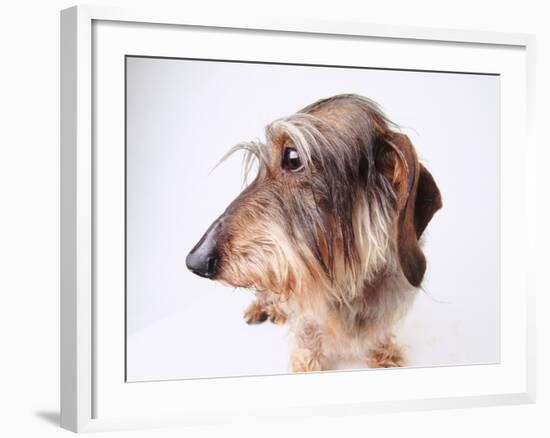 Dachshund Looking Away-Ted Horowitz-Framed Photographic Print