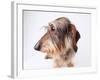Dachshund Looking Away-Ted Horowitz-Framed Photographic Print