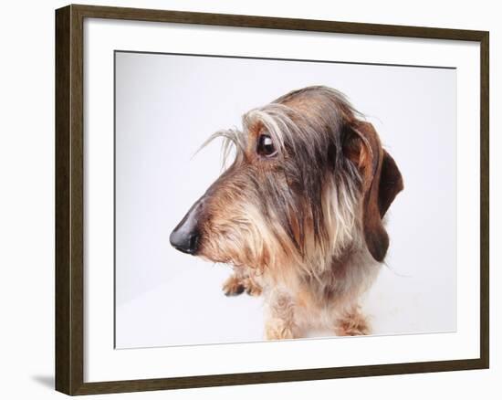 Dachshund Looking Away-Ted Horowitz-Framed Photographic Print