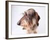 Dachshund Looking Away-Ted Horowitz-Framed Photographic Print