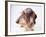 Dachshund Looking Away-Ted Horowitz-Framed Photographic Print