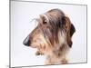 Dachshund Looking Away-Ted Horowitz-Mounted Photographic Print