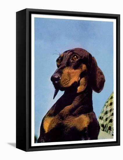 "Dachshund,"May 14, 1938-Ivan Dmitri-Framed Stretched Canvas