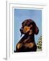 "Dachshund,"May 14, 1938-Ivan Dmitri-Framed Giclee Print