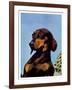 "Dachshund,"May 14, 1938-Ivan Dmitri-Framed Giclee Print