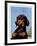 "Dachshund,"May 14, 1938-Ivan Dmitri-Framed Giclee Print