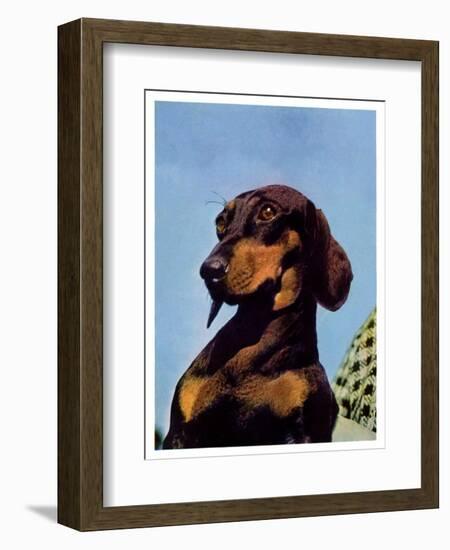 "Dachshund,"May 14, 1938-Ivan Dmitri-Framed Giclee Print