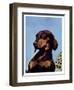 "Dachshund,"May 14, 1938-Ivan Dmitri-Framed Giclee Print