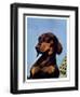 "Dachshund,"May 14, 1938-Ivan Dmitri-Framed Giclee Print