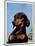 "Dachshund,"May 14, 1938-Ivan Dmitri-Mounted Giclee Print