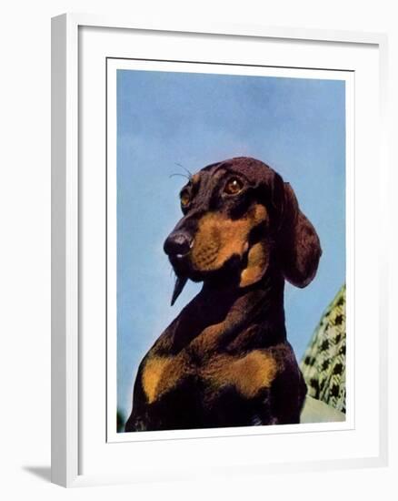 "Dachshund,"May 14, 1938-Ivan Dmitri-Framed Giclee Print