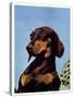 "Dachshund,"May 14, 1938-Ivan Dmitri-Stretched Canvas