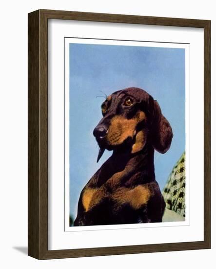 "Dachshund,"May 14, 1938-Ivan Dmitri-Framed Giclee Print