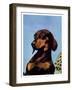 "Dachshund,"May 14, 1938-Ivan Dmitri-Framed Giclee Print