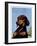 "Dachshund,"May 14, 1938-Ivan Dmitri-Framed Giclee Print