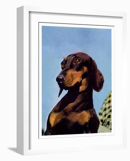 "Dachshund,"May 14, 1938-Ivan Dmitri-Framed Giclee Print