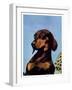 "Dachshund,"May 14, 1938-Ivan Dmitri-Framed Giclee Print