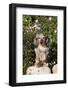 Dachshund, Mini Longhair, on Rock by Roses, Southern California, USA-Lynn M^ Stone-Framed Photographic Print