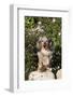 Dachshund, Mini Longhair, on Rock by Roses, Southern California, USA-Lynn M^ Stone-Framed Photographic Print