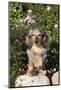 Dachshund, Mini Longhair, on Rock by Roses, Southern California, USA-Lynn M^ Stone-Mounted Photographic Print