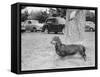 Dachshund on a Leash in Australia, Ca. 1955.-Kirn Vintage Stock-Framed Stretched Canvas