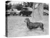 Dachshund on a Leash in Australia, Ca. 1955.-Kirn Vintage Stock-Stretched Canvas