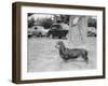 Dachshund on a Leash in Australia, Ca. 1955.-Kirn Vintage Stock-Framed Photographic Print