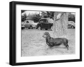 Dachshund on a Leash in Australia, Ca. 1955.-Kirn Vintage Stock-Framed Photographic Print