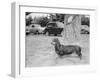 Dachshund on a Leash in Australia, Ca. 1955.-Kirn Vintage Stock-Framed Photographic Print