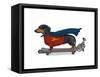 Dachshund On Skateboard-Fab Funky-Framed Stretched Canvas