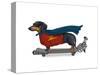 Dachshund On Skateboard-Fab Funky-Stretched Canvas