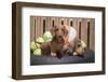 Dachshund puppies-Zandria Muench Beraldo-Framed Photographic Print