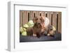 Dachshund puppies-Zandria Muench Beraldo-Framed Photographic Print