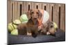 Dachshund puppies-Zandria Muench Beraldo-Mounted Photographic Print