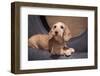 Dachshund puppy portrait-Zandria Muench Beraldo-Framed Photographic Print