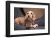 Dachshund puppy portrait-Zandria Muench Beraldo-Framed Photographic Print