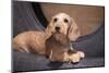 Dachshund puppy portrait-Zandria Muench Beraldo-Mounted Photographic Print