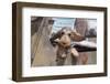 Dachshund puppy's ears flapping in the wind-Zandria Muench Beraldo-Framed Photographic Print