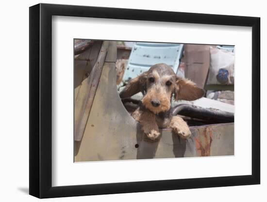 Dachshund puppy's ears flapping in the wind-Zandria Muench Beraldo-Framed Photographic Print