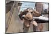 Dachshund puppy's ears flapping in the wind-Zandria Muench Beraldo-Mounted Photographic Print