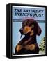 "Dachshund," Saturday Evening Post Cover, May 14, 1938-Ivan Dmitri-Framed Stretched Canvas