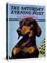"Dachshund," Saturday Evening Post Cover, May 14, 1938-Ivan Dmitri-Stretched Canvas