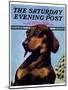 "Dachshund," Saturday Evening Post Cover, May 14, 1938-Ivan Dmitri-Mounted Premium Giclee Print