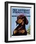 "Dachshund," Saturday Evening Post Cover, May 14, 1938-Ivan Dmitri-Framed Giclee Print